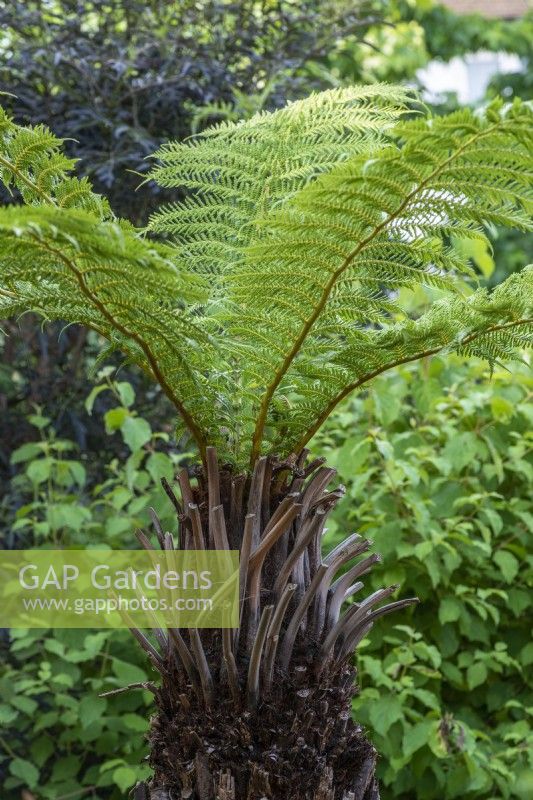 Dicksonia antarctica, evergreen soft tree fern, with stout stem and arching fronds stretching to 3 metres.
