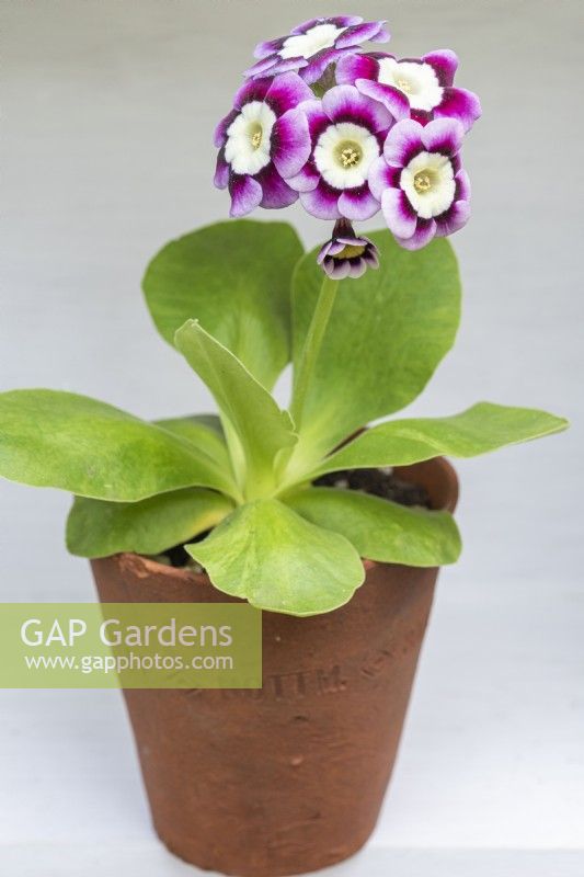 Primula auricula 'Lisa',  a pale centred alpine auricula enclosed by wavy petals that fade outwards from burgundy to light pink