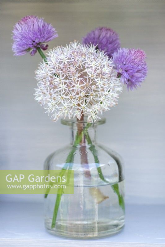 A glass bottle of white Allium karataviense with Allium 'Purple Sensation', ornamental onions.