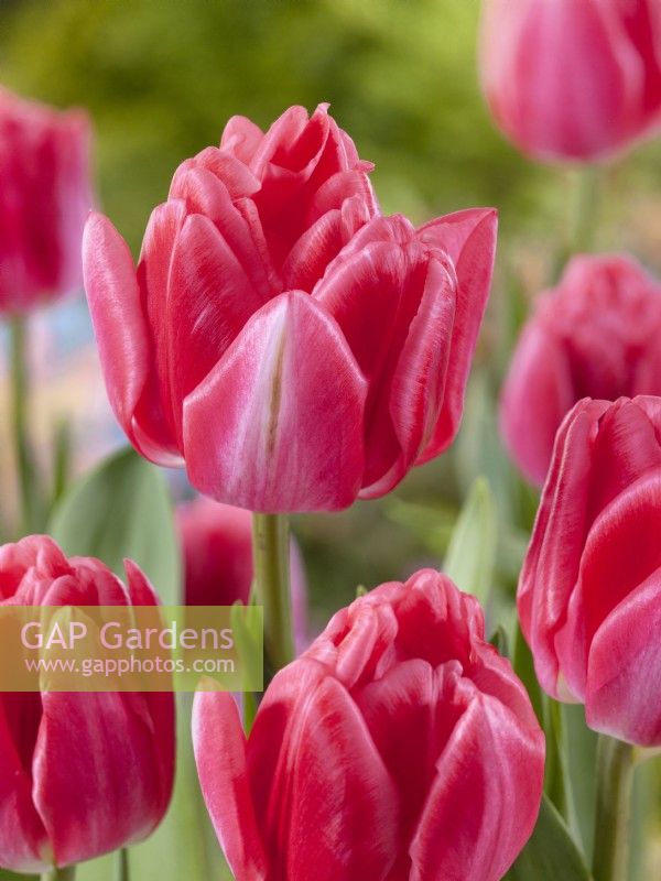 Tulipa Double Early Pink Foxtrot, spring April