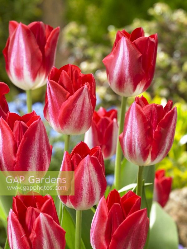 Tulipa Single Late Kissable, spring May