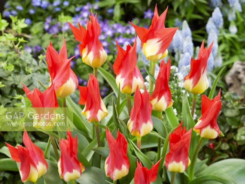 Tulipa fosteriana Flames Mystery, spring April