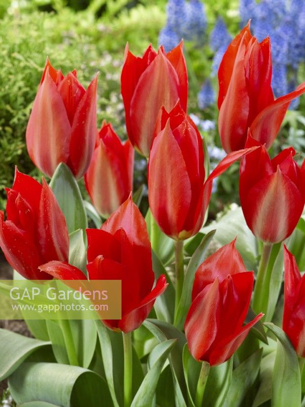 Tulipa fosteriana Ingens, spring April