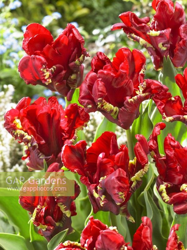 Tulipa Parrot Seadov, spring April