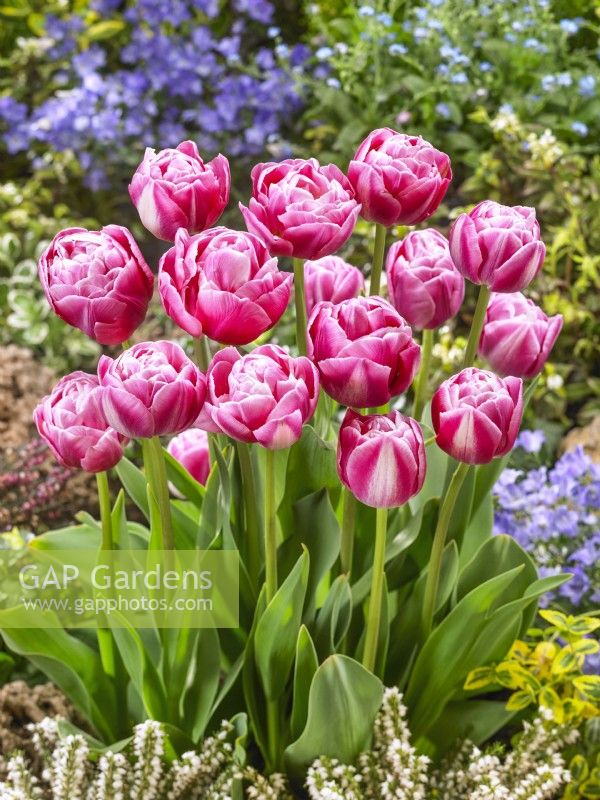Tulipa Double Late Vogue, spring May