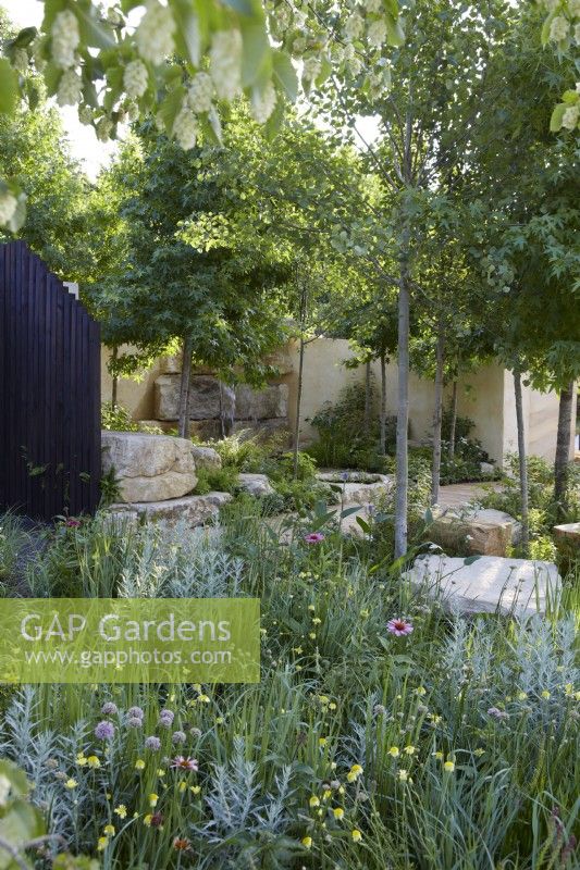 America's Wild garden. Designers: Emily Grayshaw, Imogen Perreau and Jude Yeo - Inspired Earth Design -  RHS Hampton Court Palace Garden Festival 2023. Area of shady woodland planting. Summer.