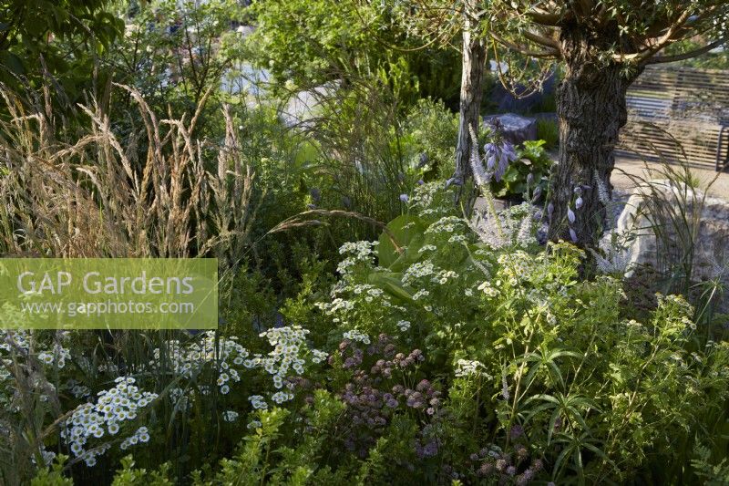 Cancer Research UK Legacy Garden. Designer: Paul Hervey Brookes. RHS Hampton Court Palace Garden Festival 2023. Border of mixed planting including Tanacetum and Calamagrostis. Summer.