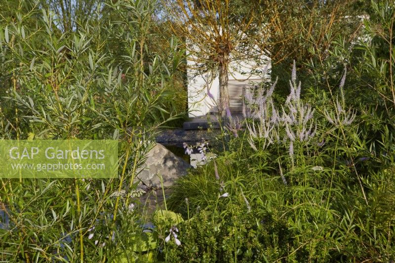 Cancer Research UK Legacy Garden. Designer: Paul Hervey Brookes. RHS Hampton Court Palace Garden Festival 2023. View through Veronicastrum virginicum and Salix purpurea 'Nana' to seating area. Summer.