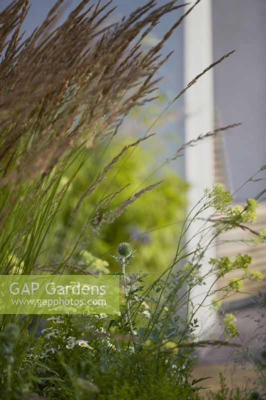 Cancer Research UK Legacy Garden. Designer: Paul Hervey Brookes. RHS Hampton Court Palace Garden Festival 2023.  Calamagrostis 'Karl Foerster' Echinops and Tanacetum. Summer.