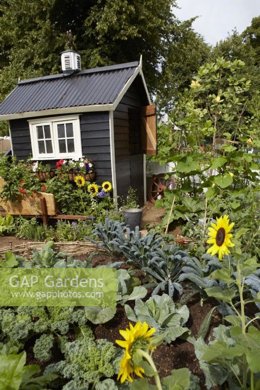 Southend City Council: The Miller's Garden. Designer: Tony Wagstaff. Black painted shed amongst vegetables in a 'working' garden. Summer.