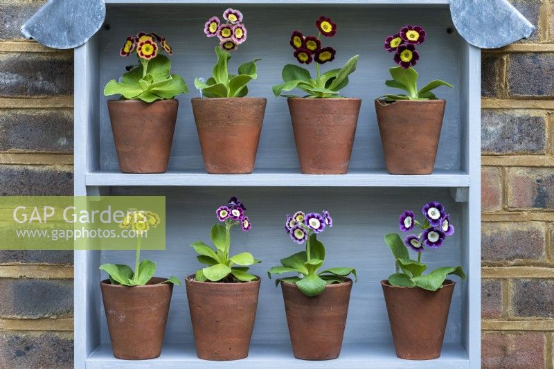 On two shelves of an Auricula theatre sit 8 Primula auricula. Left to right: Top shelf: 'Bewitched', 'T. A. Hadfield', 'Emmett Smith' and 'Sandhills'. Lower shelf: 'Sirbol',  'Alicia', 'Sasha Files' and  'Lee'.
