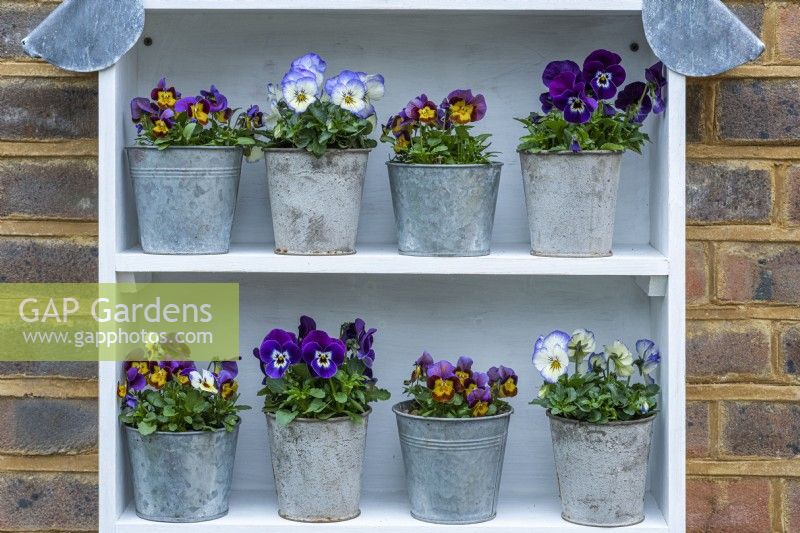 Top shelves of a display unit showing  winter-flowering violas, Viola x wittrockiana.