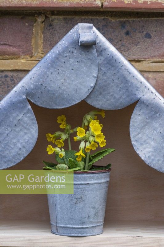 A cowslip, Primula veris, sits beneath a lead roof in the apex of a plant theatre.