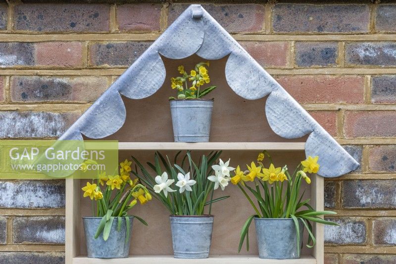 In the apex of a plant theatre beneath a scalloped lead roof sits a golden cowslip, above a shelf with pots of Narcissus 'Tete-a-Tete' standing to each side of Narcissus 'Snow Baby'.