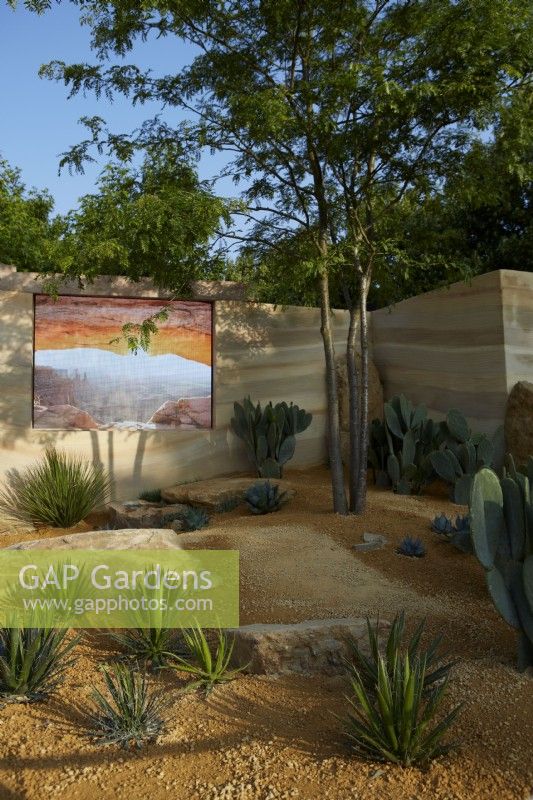 America's Wild garden. RHS Hampton Court Palace Garden Festival 2023. LED screen in the desert area showing the same wild area in the USA. Agavae and cacti in dry garden.