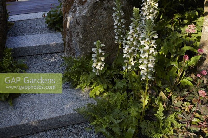 Acanthus spinosa catching summer sun next to stone and gravel steps. 