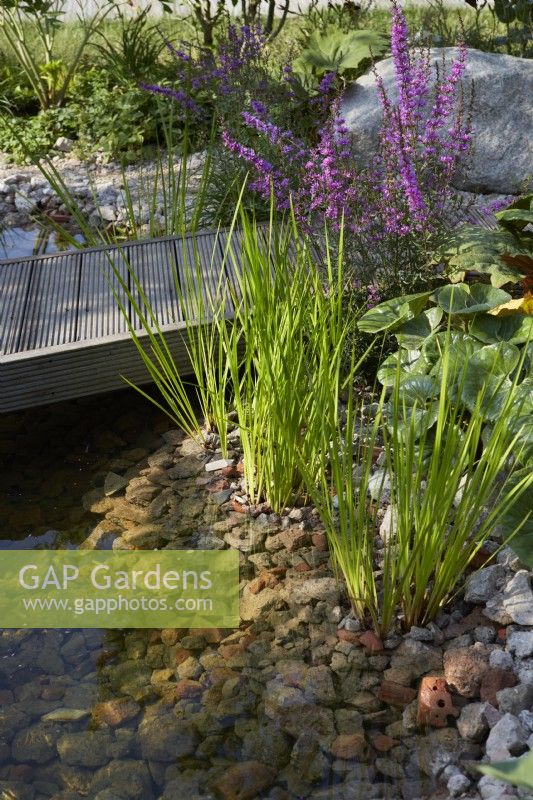 RHS Resilient Garden. Designer: Tom Massey. Reclaimed timber boardwalk above clear rockpool. Marginal planting with Lythrum virgatum 'Dropmore' in flower. Summer.