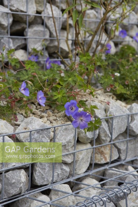Geranium 'Johnston Blue' amongst gabions. Summer.