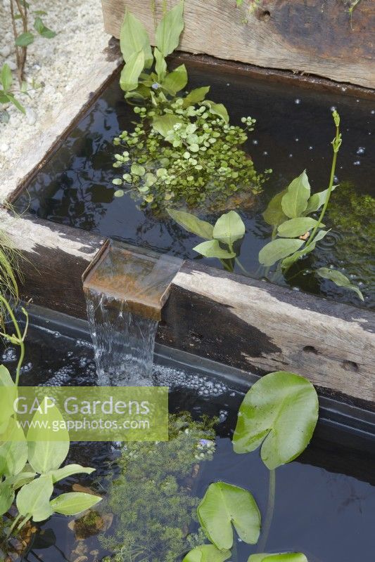 Metal water spout on reclaimed wooden troughs. Aquatic planting. Summer. 