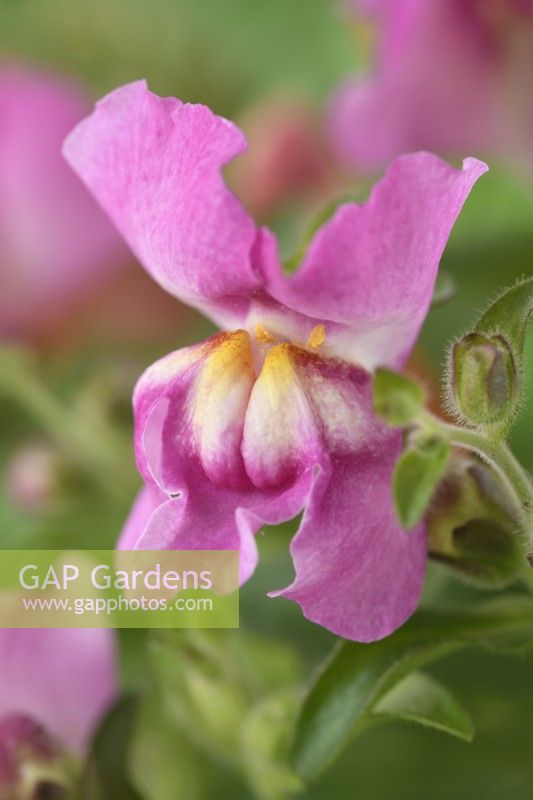 Antirrhinum Trailing Mixed  Snapdragon  One colour from mixed  July