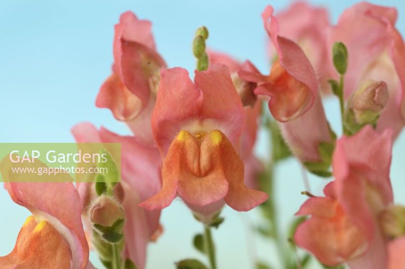 Antirrhinum Trailing Mixed  Snapdragon  One colour from mixed  July

