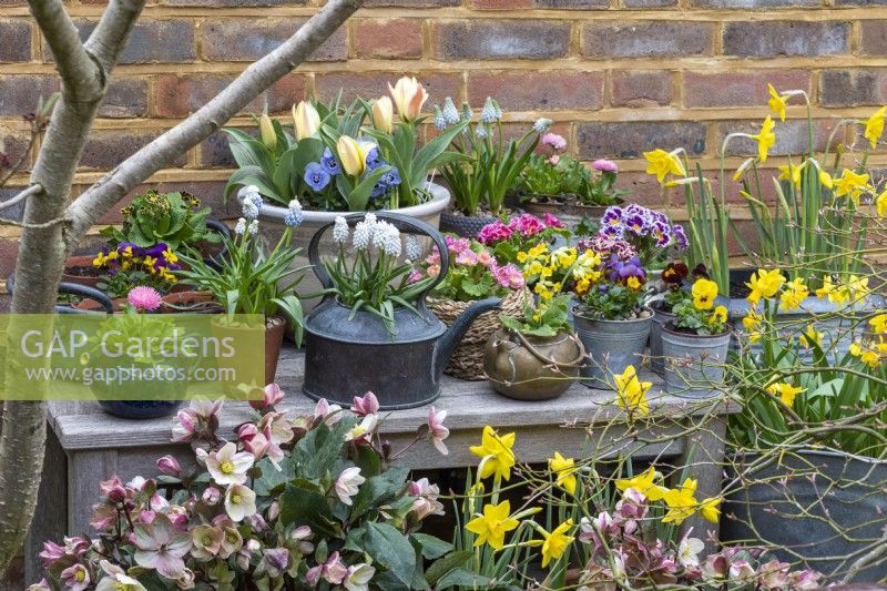 An early spring display with hellebores and pots of grape hyacinths, primulas, bellis daisies, violas, dwarf daffodils and tulips.
