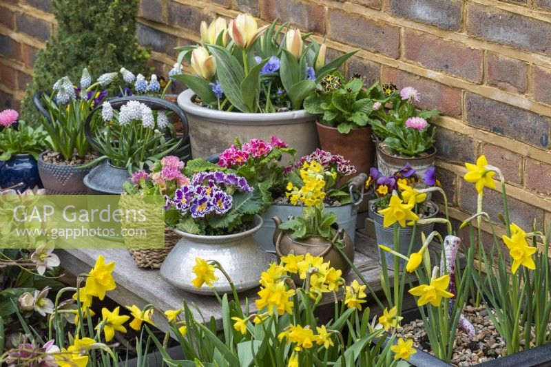 An early spring container display of assorted Primula polyanthus, primulas, grape hyacinths bellis daisies and dwarf tulips.