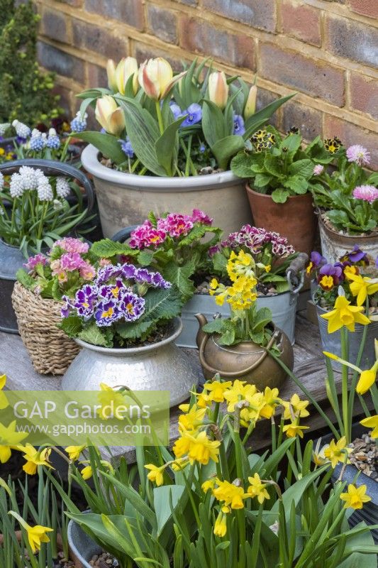 An early spring container display of assorted Primula polyanthus, primulas, grape hyacinths bellis daisies and dwarf tulips.