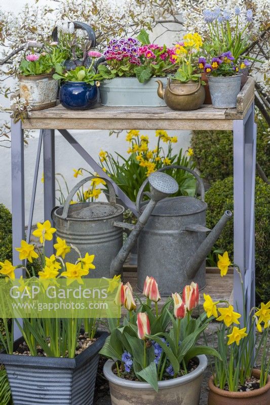 A long-lasting spring display on a workbench with pots of primulas, violas, grape hyacinths and bellis daisies. Beneath are  pots of Narcissus 'Sweetness' and Greigii tulips.
