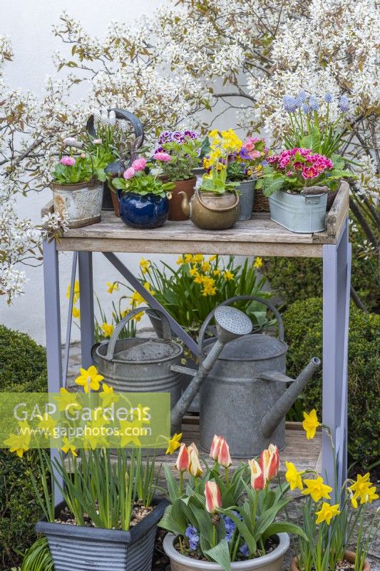 A long-lasting spring display on a workbench with pots of primulas, violas, grape hyacinths and bellis daisies. Beneath are  pots of Narcissus 'Sweetness' and Greigii tulips. Behind, amelanchier blossom.