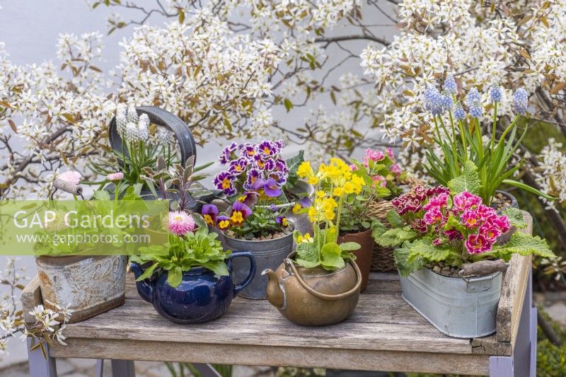 A long-lasting spring display on a workbench with pots of primulas, violas, grape hyacinths and bellis daisies. Behind, amelanchier blossom.