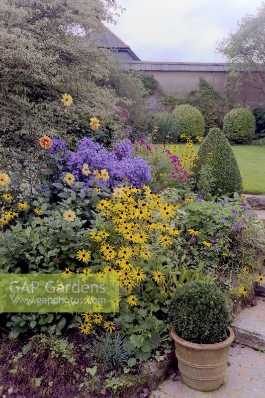 Cottage garden October 2023 with Asters and Rudbeckias