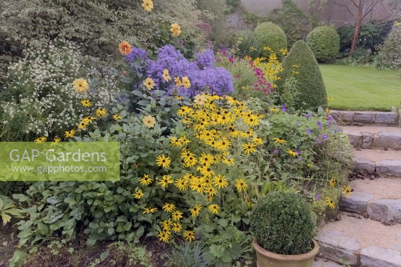 Cottage garden October 2023 with Asters and Rudbeckias
