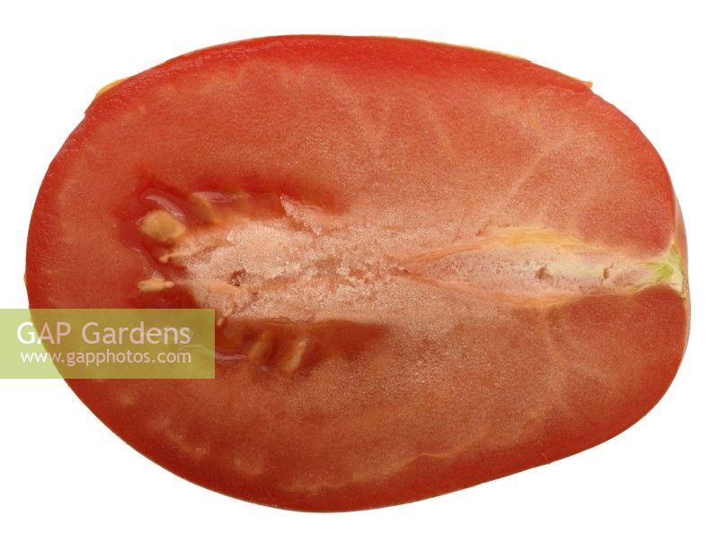Solanum lycopersicum  'Roma VF'  Plum tomatoes  Picked fruit cut open  Syn. Lycopersicon esculentum  August