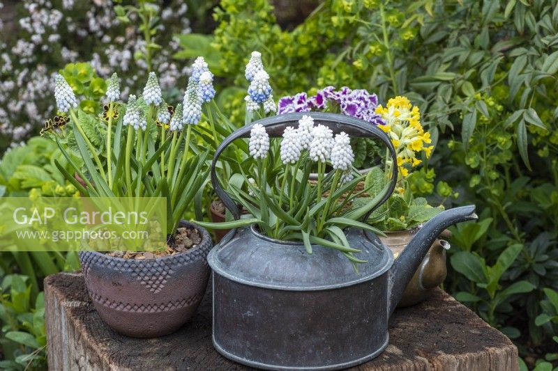 Antique copper kettle planted with white grape hyacinths, Muscari  armeniacum 'Siberian Tiger', alongside a clay pot of Muscari armeniacum 'Peppermint'. Behind, primulas.