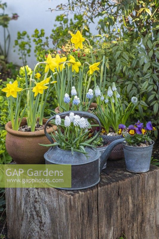 Antique copper kettle planted with white grape hyacinths, Muscari  armeniacum 'Siberian Tiger'. Behind: pots of Muscari armeniacum 'Peppermint' and 'Mountain Lady', violas and daffodils.