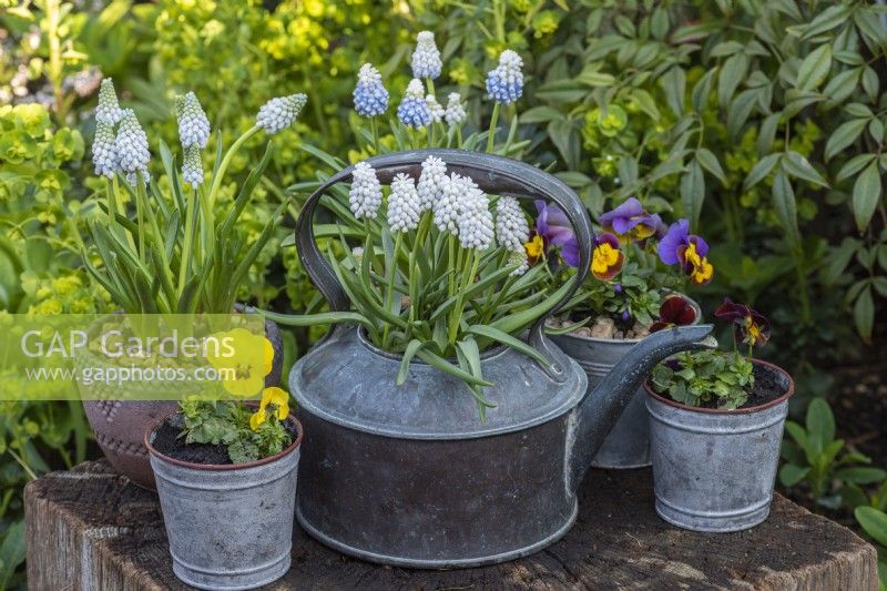 Antique copper kettle planted with white grape hyacinths, Muscari  armeniacum 'Siberian Tiger'. Behind: pots of Muscari armeniacum 'Peppermint' and 'Mountain Lady', and violas.