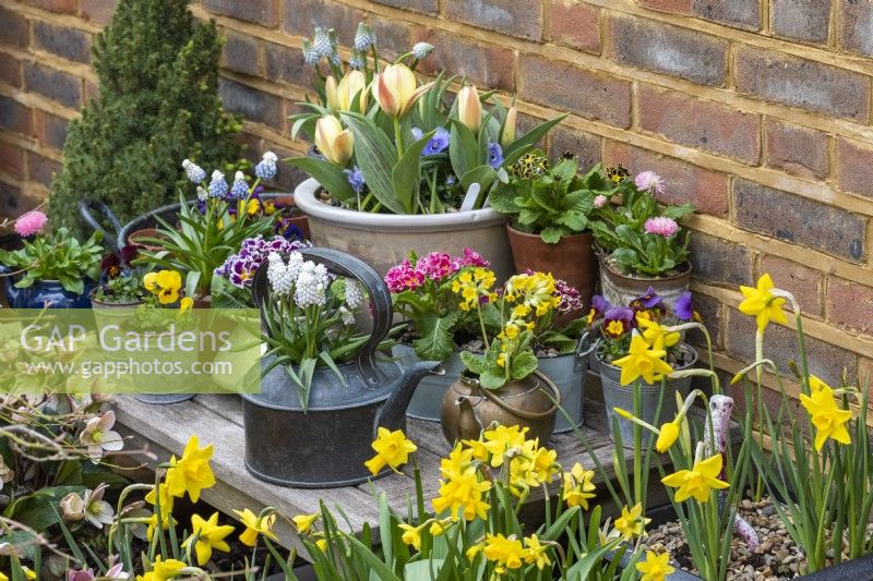 Surrounded by beds of hellebores and daffodils, a table with an early spring container display of grape hyacinths, primulas, bellis daisies, violas and dwarf tulips.