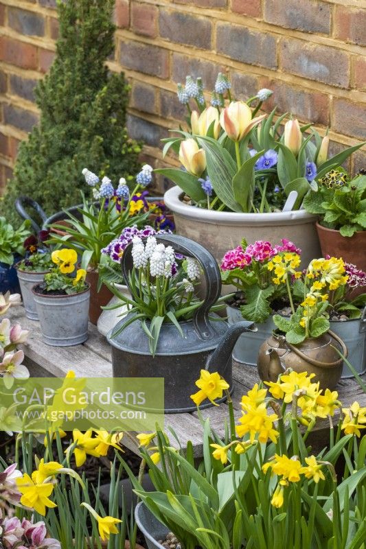 Surrounded by beds of hellebores and daffodils, a table with an early spring container display of grape hyacinths, primulas, violas and dwarf tulips.
