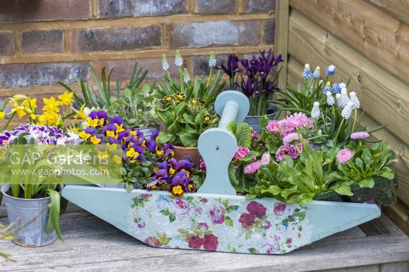 A trug of annual violas, primulas and bellis daisies rests on a table amongst pots of grape hyacinths, reticulata irises, daffodils and chionodoxa.