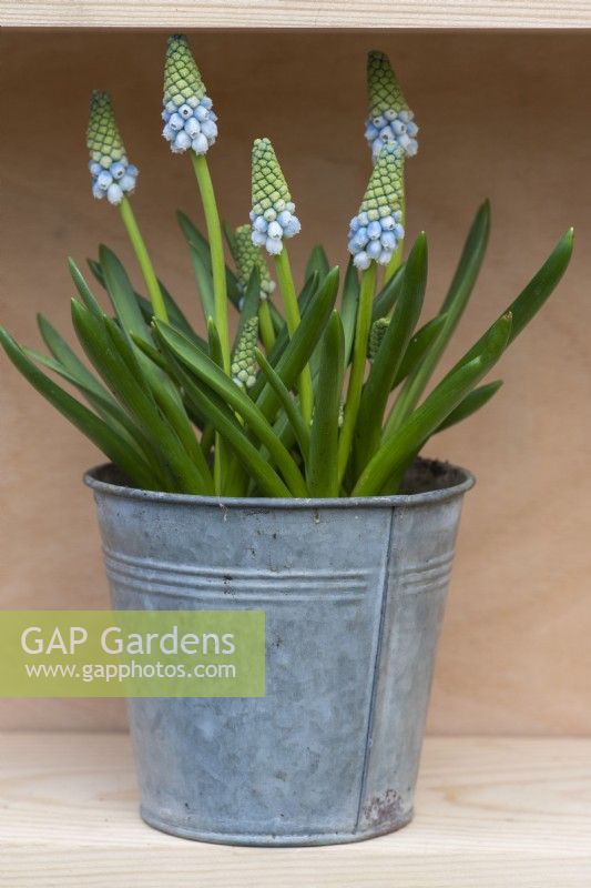 Muscari armeniacum 'Peppermint', a blue and green grape hyacinth flowering in early spring.