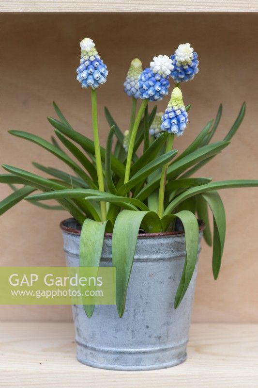 Muscari armeniacum 'Mountain Lady', a white-tipped blue grape hyacinth flowering in early spring.
