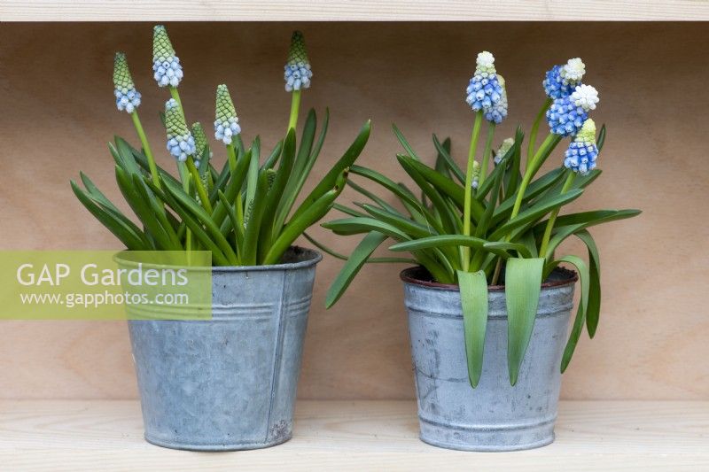 Left to right: Muscari armeniacum 'Peppermint' and Muscari armeniacum 'Mountain Lady', grape hyacinths flowering in early spring.