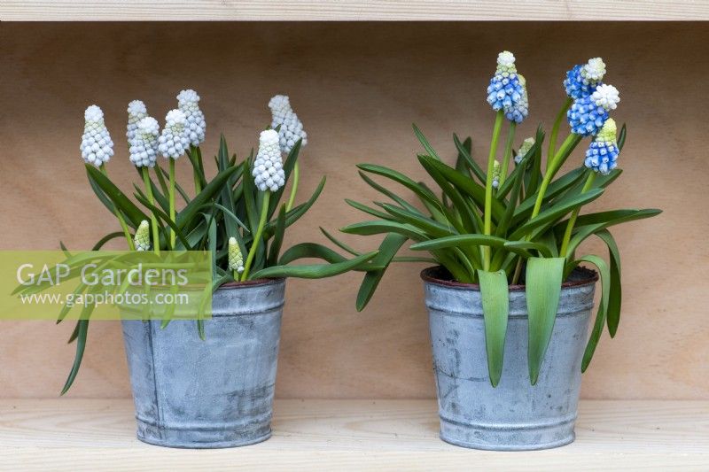 Left to right: Muscari armeniacum 'Siberian Tiger' and Muscari armeniacum 'Mountain Lady', grape hyacinths flowering in early spring.