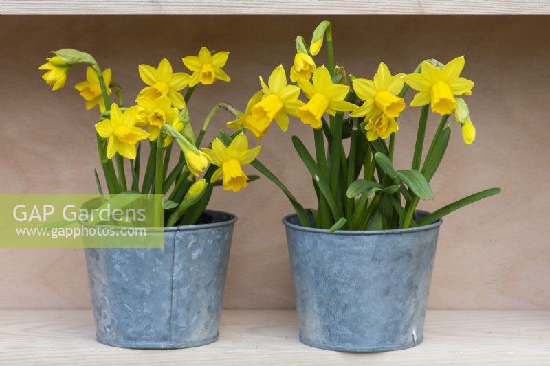 Two pots of Narcissus 'Tete-a-Tete', dwarf daffodils flowering from late winter.