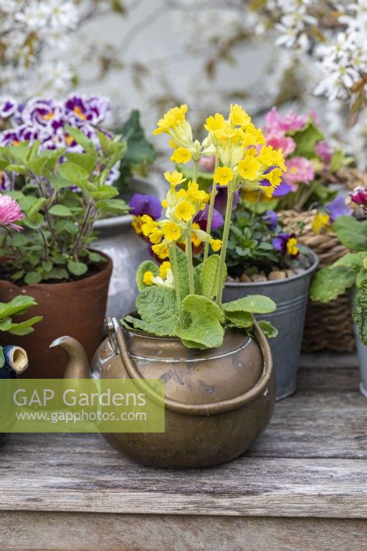 Primula veris, cowslip, planted in an antique brass kettle. Behind primulas and violas.