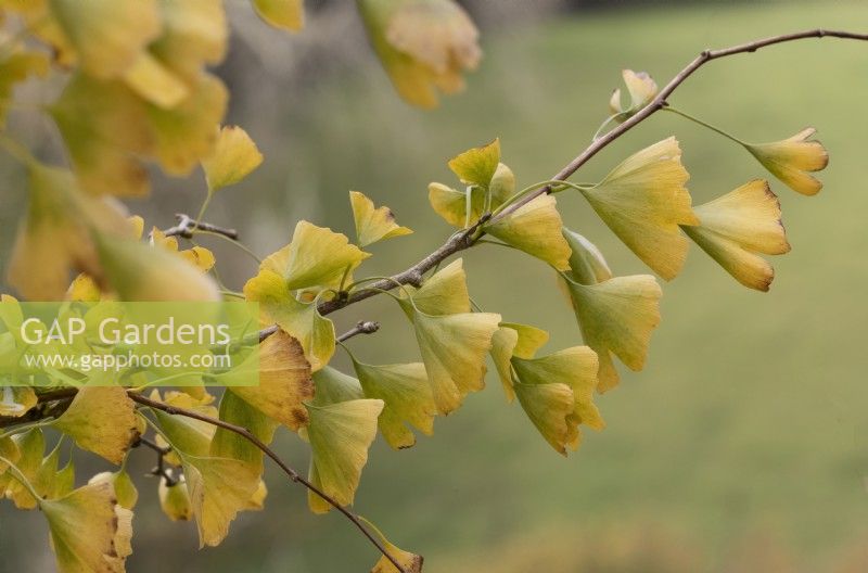 Gingko biloba Autumn Gold. Foliage in autumn colour. Close up. Autumn, November
