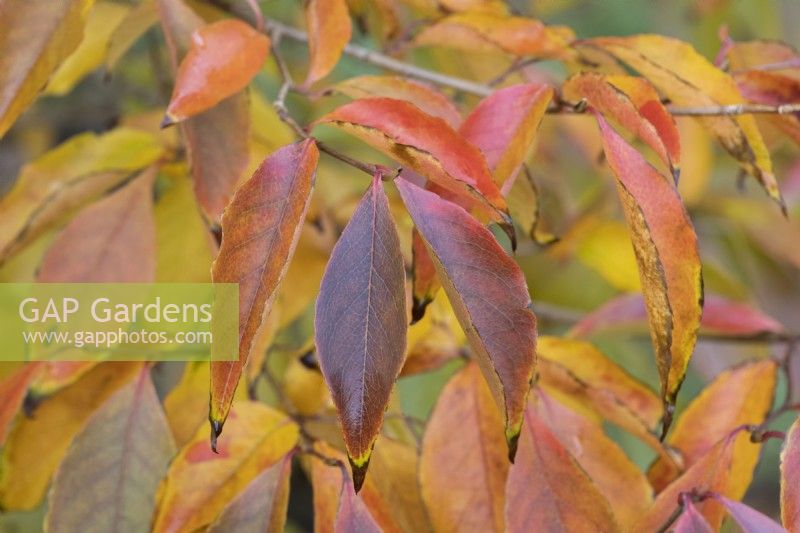 Stewartia Sinensis, Chinese Stewartia, autumn foliage and fruits. Close up. Autumn, November