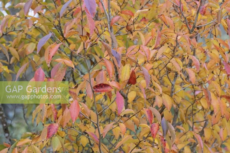 Stewartia Sinensis, Chinese Stewartia, autumn foliage and fruits. Autumn, November
