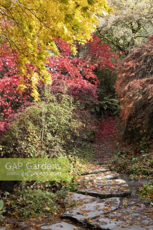 Stepping stone path covered with fallen leaves in an acer glade. The Garden House, Yelverton. Autumn, November 